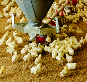 Poultry house with reflective ceiling
